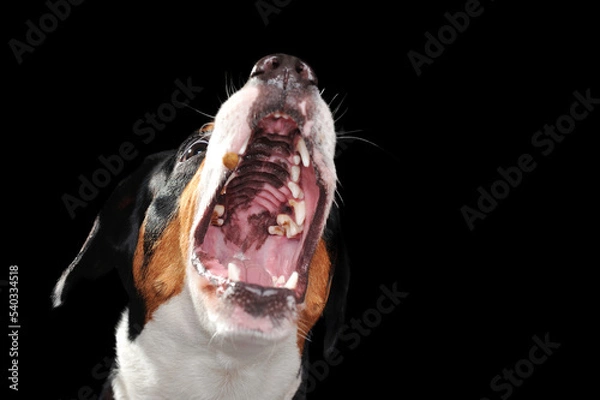 Fototapeta Close-up picture of a dog catching food with open mouth