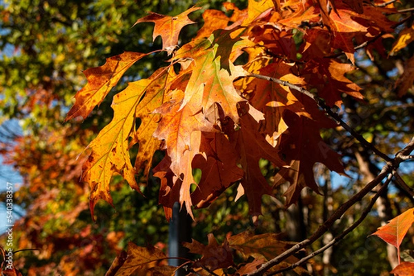 Fototapeta a close up of a autumn leaves