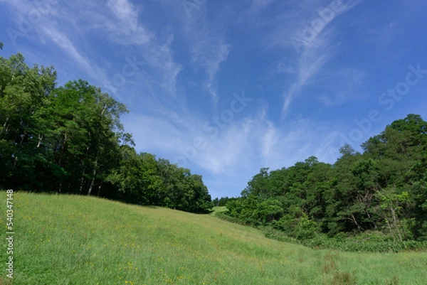 Obraz 緑の丘と森と青空