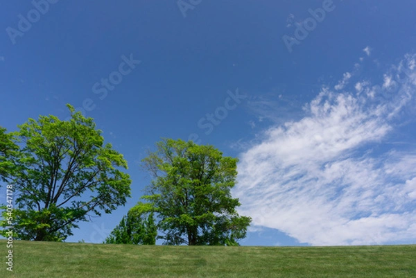 Obraz 草原と木と青空