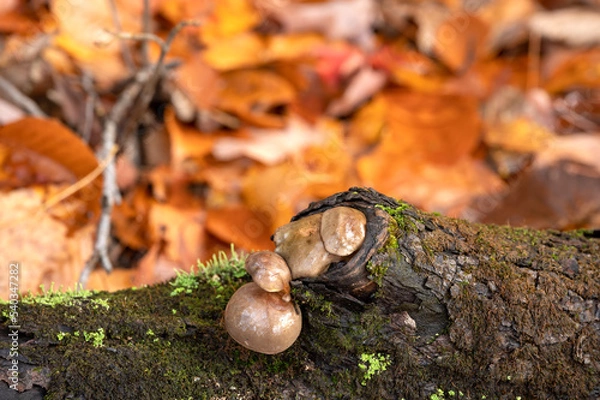 Fototapeta Mushrooms squeeze out from a fallen tree with lovely fall colored leaves in the background. Algonquin Provincial Park, Ontario, Canada.