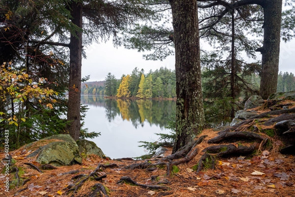 Fototapeta A tree lined shoreline reflects on a calm lake in autumn. Maple Leaf Lake, Algonquin Provincial Park, Ontario, Canada.
