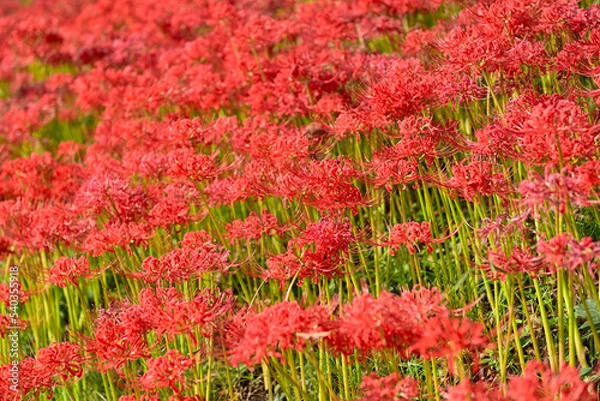 Fototapeta 彼岸花