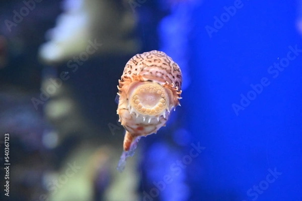 Obraz アクリルの水槽に吸盤でくっつくフウセンウオ