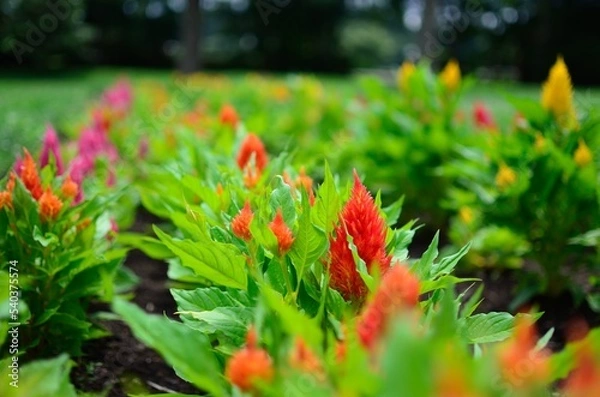 Obraz ケイトウ畑