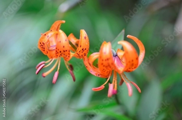 Fototapeta クルマユリ