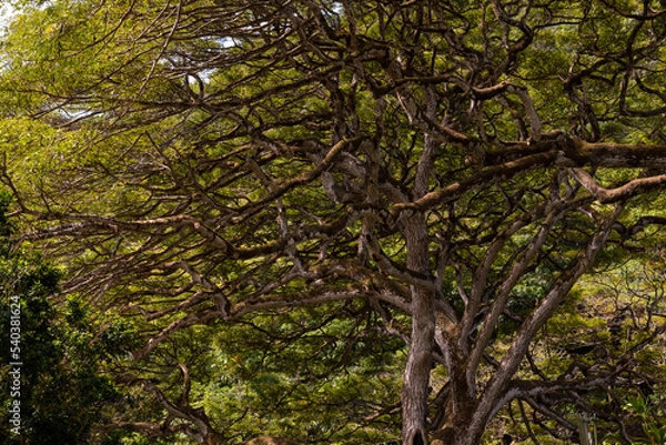 Fototapeta Rainforest canopy views on Oahu, Hawaii with beautiful pattern and nature views. 