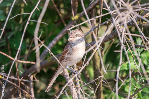 Fototapeta Juvenile Red-backed Shrike sitting on a tree branch.