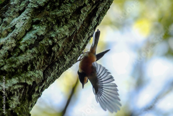 Obraz ヤマガラが羽ばたく