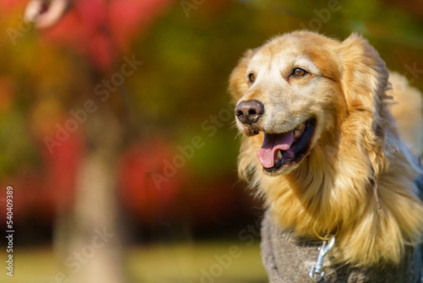 Fototapeta 秋の紅葉の前で幸せそうなゴールデンレトリーバー