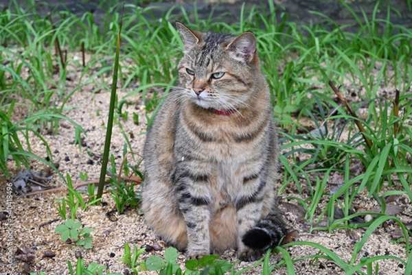 Fototapeta サバトラ