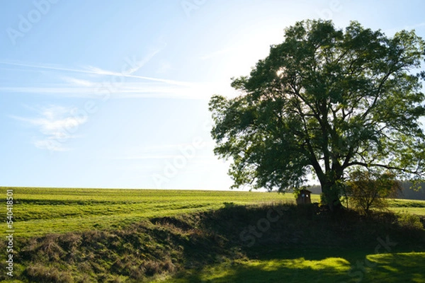Obraz mächtiger Baum