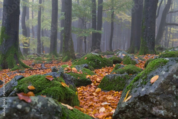 Obraz mystischer Wald