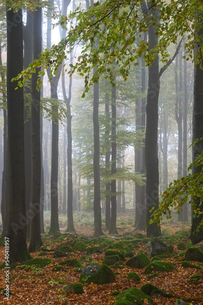 Obraz mystischer Wald