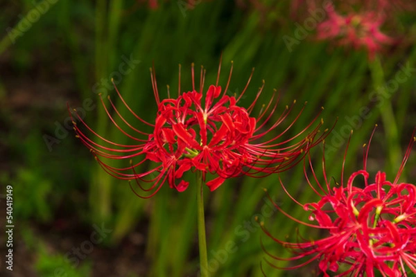 Fototapeta 彼岸花