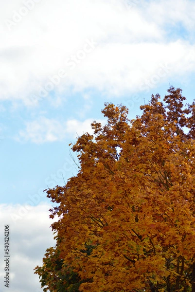 Fototapeta Autumn Trees