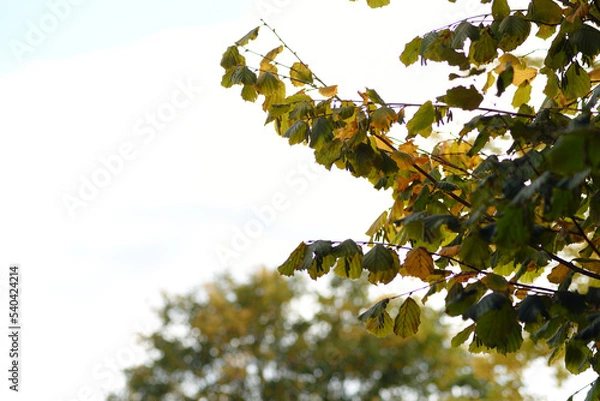 Fototapeta Leaves on a tree