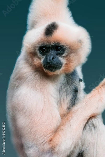 Obraz Close-up of a Monkey