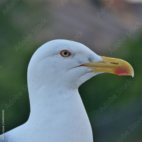 Obraz Primer plano de una gaviota