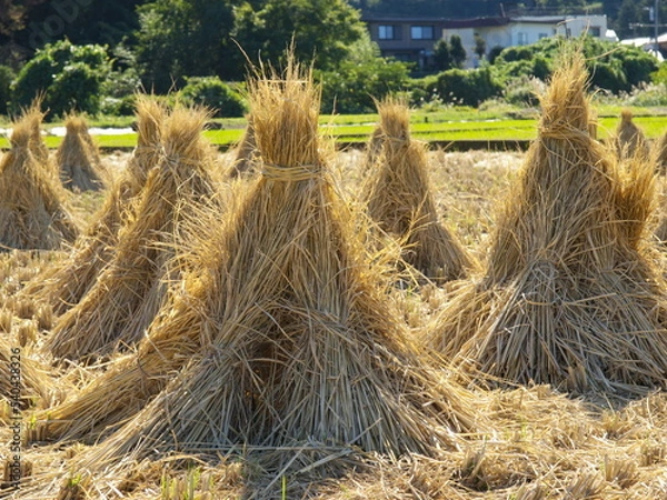 Fototapeta 稲積み