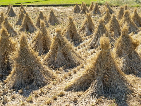 Fototapeta 稲積み