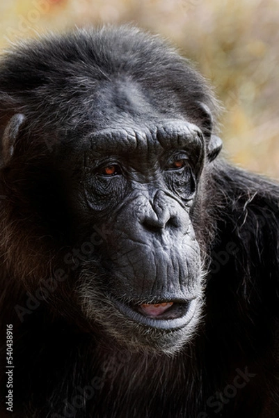 Obraz Chimpanzees face close up