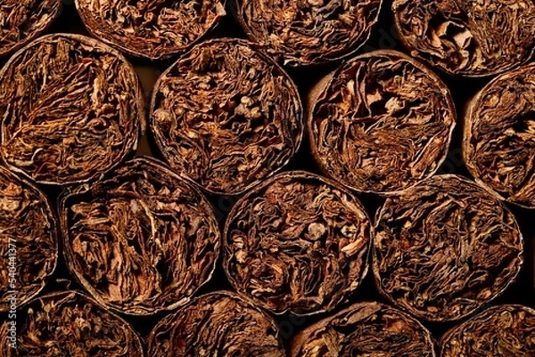 Obraz Brown cigars close up view