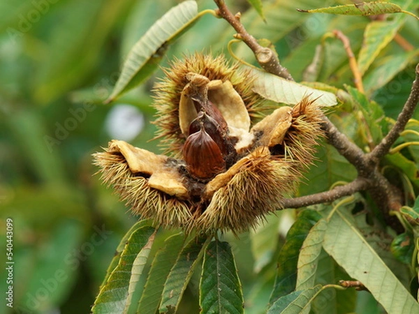 Fototapeta パカーンと砕けた栗の実