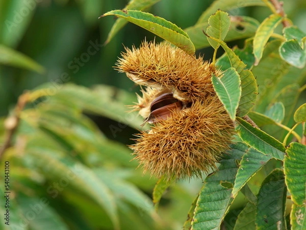 Fototapeta 大きく開いた栗の実