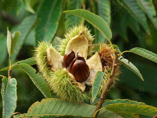 Fototapeta パカーンと裂けた栗の実