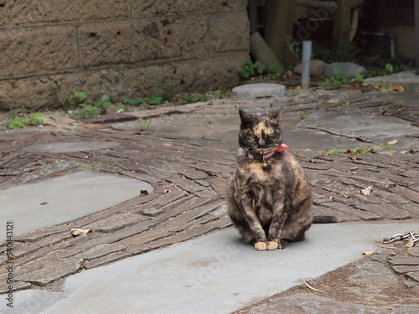 Fototapeta 看板猫