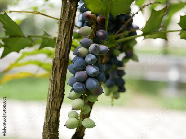 Fototapeta Mahonia Charity evergreen shrub in the city park on a sunny spring day. Ripe dark purple fruits of a shrub of the barberry family on a branch in a city park.