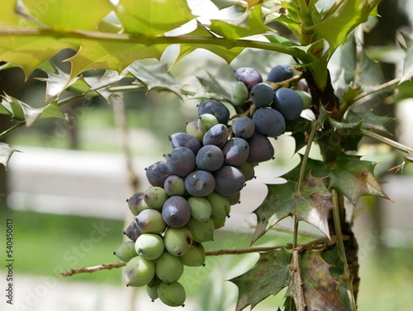 Fototapeta Mahonia Charity evergreen shrub in the city park on a sunny spring day. Ripe dark purple fruits of a shrub of the barberry family on a branch in a city park.