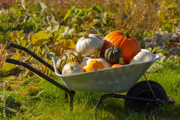 Obraz many different pumpkins lie in a cart near a field on a sunny day. farmers market and harvest festival