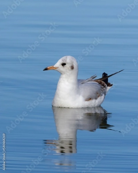 Obraz seagull on the water