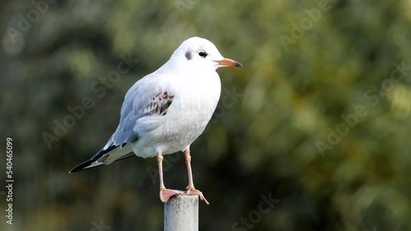Obraz seagull on a post