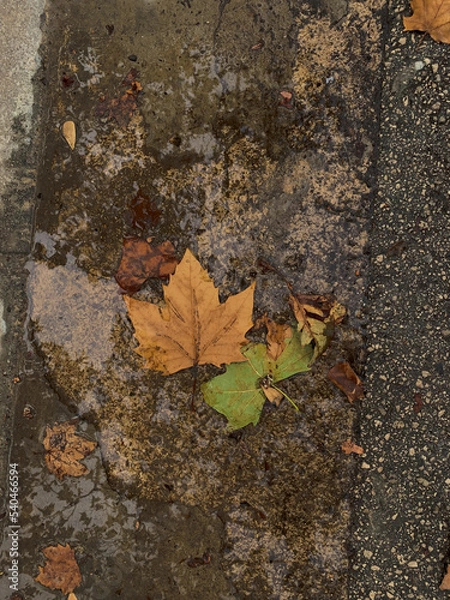 Obraz autumn leaves on the ground