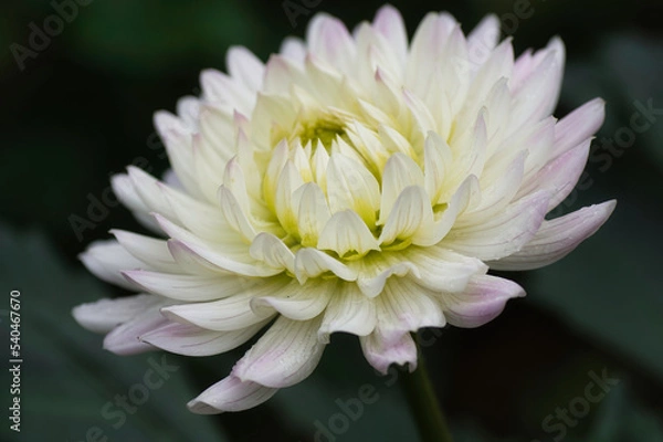 Obraz Dahlia