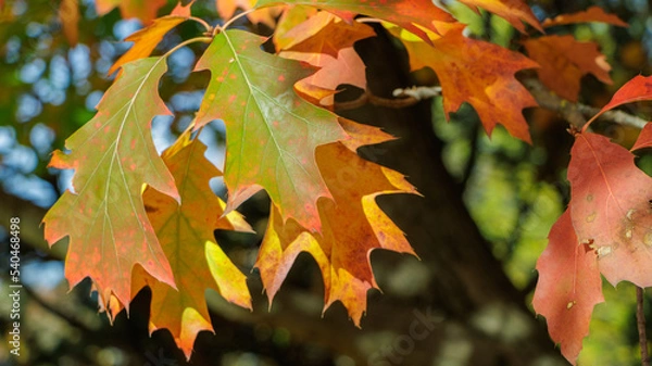 Obraz Herbstblatt Ahorn