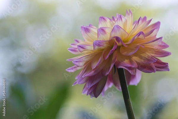 Obraz Dahlia