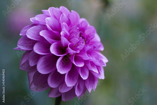 Obraz Dahlia