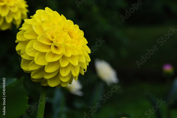 Obraz Dahlia