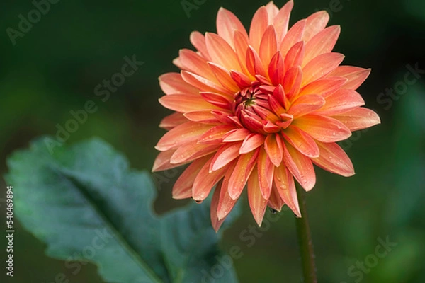 Obraz Dahlia