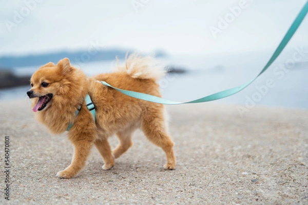 Fototapeta A little brown pomeranian dog with a leash walking with the sea in background