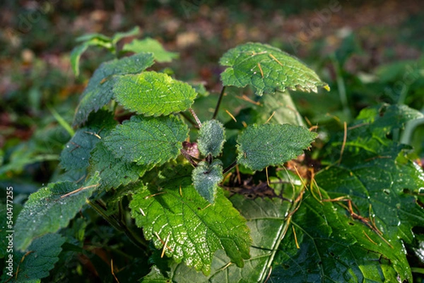 Obraz Zielone liście