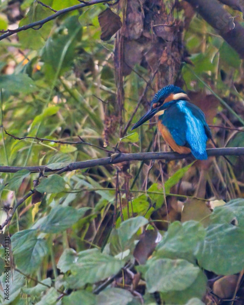 Obraz kingfisher on branch