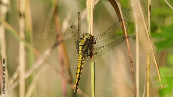 Obraz dragonfly on grass
