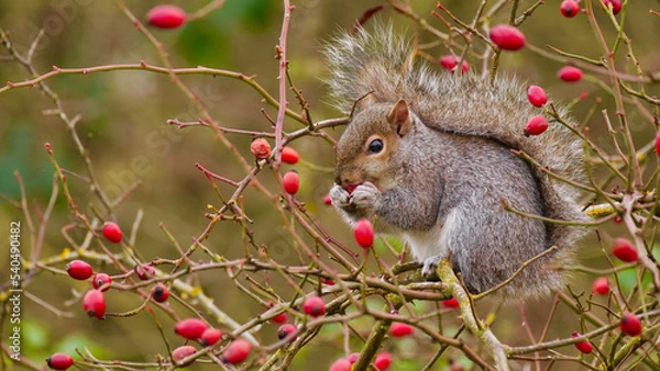 Obraz squirrel on a tree