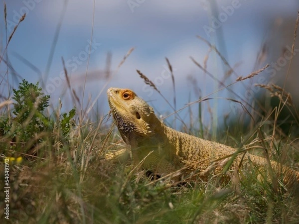 Obraz bearded dragon lizard