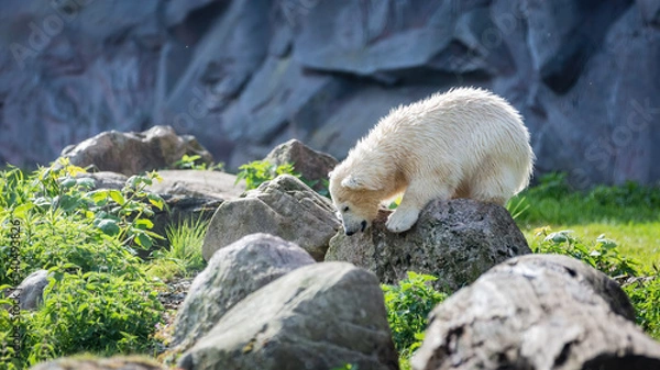 Obraz junger Eisbär